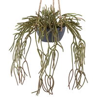 Kunstpflanze Rhipsalis pilocarpa im Hängetopf, Höhe ca. 80 cm