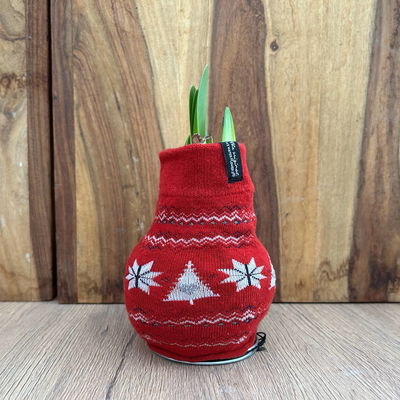 Amaryllis in Wachs, Dekor 'Pullover Nordic', Farbe zufällig, Blüte rot