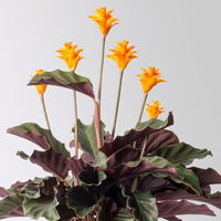 Korbmarante, Goeppertia crocata syn. Calathea, Topf-Ø 14 cm, Höhe ca. 40 cm