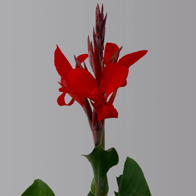 Canna 'Kreta, rot, Topf-Ø 17 cm, 2 Pflanzen