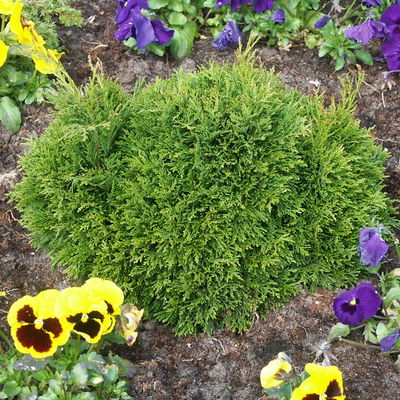 Miniatur-Zypresse 'Green Globe', 5er-Set, Topf 2 Liter