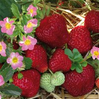 Kölle Bio Erdbeere Hummi® 'Merosa', 3er-Set, öftertragend, 12 cm Topf