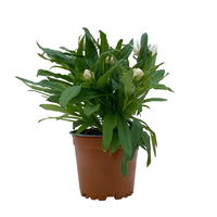 Strohblume weiß, Topf- Ø 12 cm, 6 Stück
