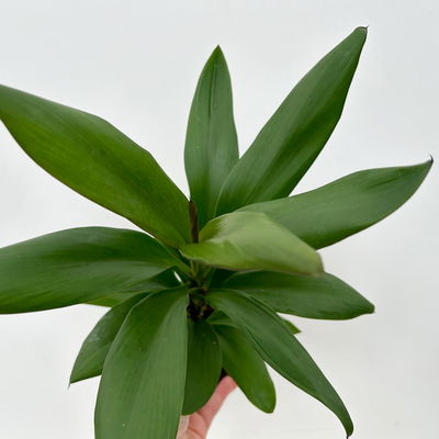 Grünpflanzenkreation Keulenlilien-Dreierlei, Topf-Ø 12 cm, 3 Pflanzen