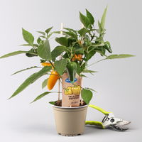 Kölle Naschgemüse Paprika Mix 'Pick-&-Joy®, Topf-Ø 14 cm, 4 Pflanzen