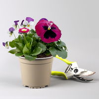 Frühlingmix, rosa, Topf-Ø 13 cm, 6 Pflanzen