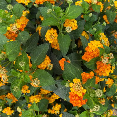 Wandelröschen, orange, Topf-Ø 27 cm