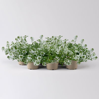 Lobularia, weiß, Topf-Ø 12 cm, 6 Pflanzen