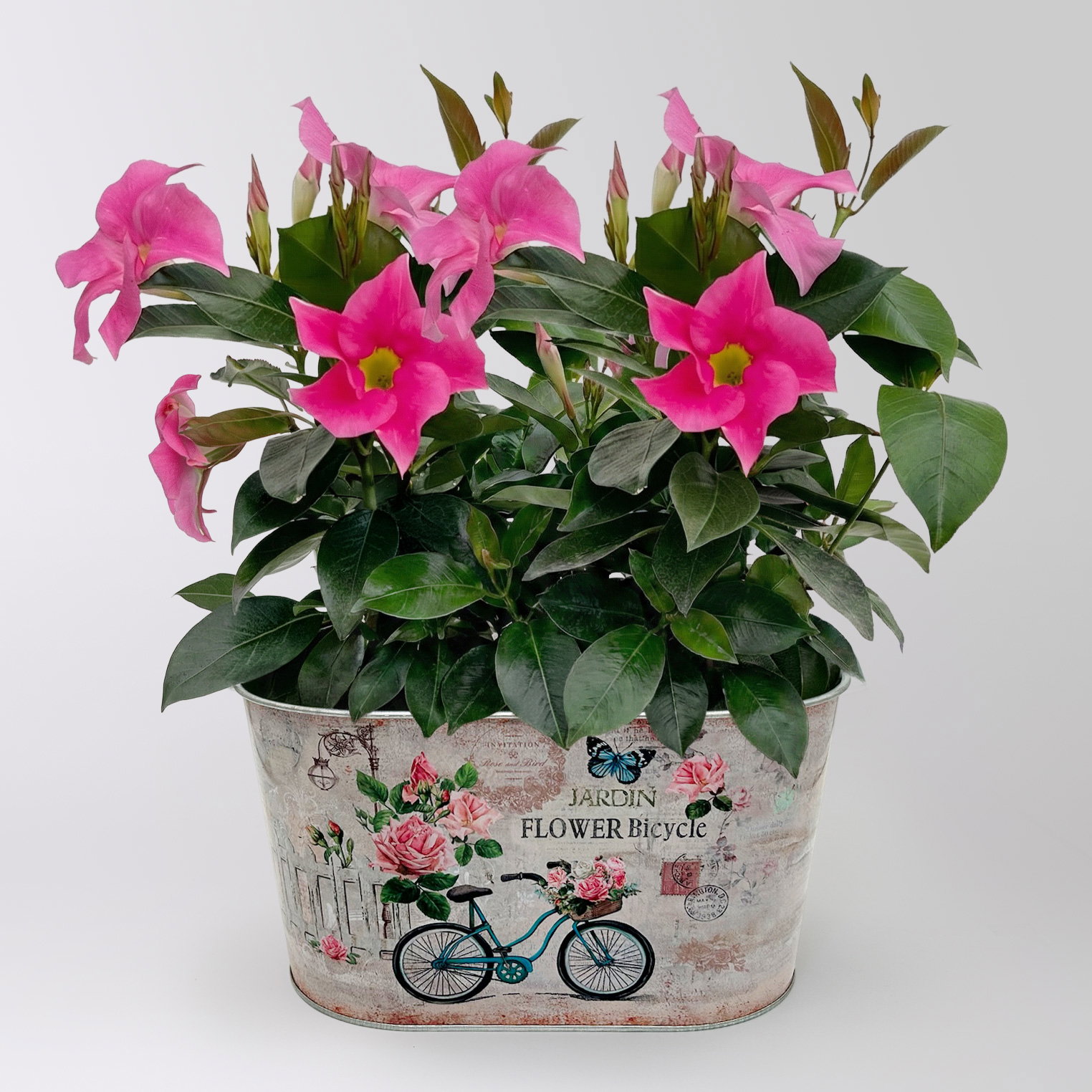 'Danke' - Dipladenien 'Qdeville®' rosa in Zinkschale