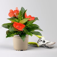 Pflanzenkreation Schatten-Leuchten, groß, 12 Pflanzen inkl. Erde und Dünger