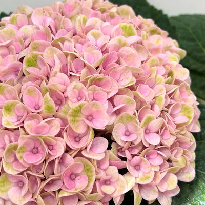 Hortensie 'Magical Revolution®' rosa, Topf-Ø 14 cm, H: 40 cm Hortensie 'Magical Revolution®' rosa, Topf-Ø 14 cm, H: 40 cm