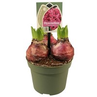 Hyazinthe rosa & lila, vorgetrieben, Topf-Ø 12 cm, 6er-Set