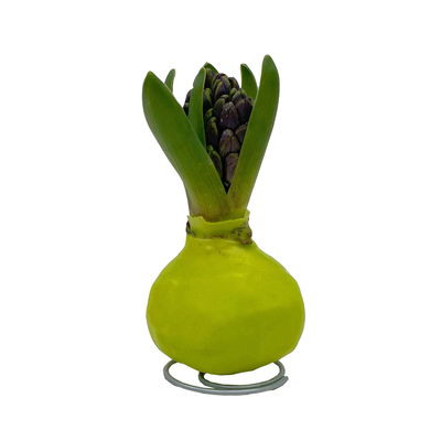 Hyazinthe in Wachs, Wachs und Blüte zufällig, grün, 4 Stück Hyazinthe in Wachs, Wachs und Blüte zufällig, grün, 4 Stück