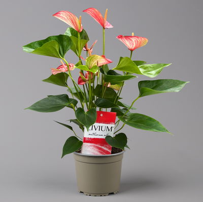 Flamingoblume 'Livium Red' rot-weiß gestreift, Topf-Ø 14 cm