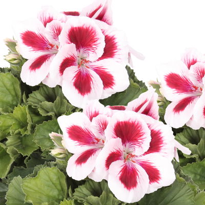 Edelgeranie Bella Donna® 'Don Delgado®', rot-weiß, Topf-Ø 12 cm, 6 Pflanzen Edelgeranie Bella Donna® 'Don Delgado®', rot-weiß, Topf-Ø 12 cm, 6 Pflanzen