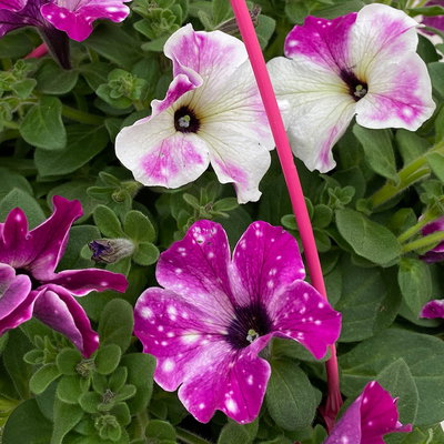 Hängepetunie 'Circus Sky', pink-weiß, Ampeltopf 27 cm Ø mit Wasserspeicher