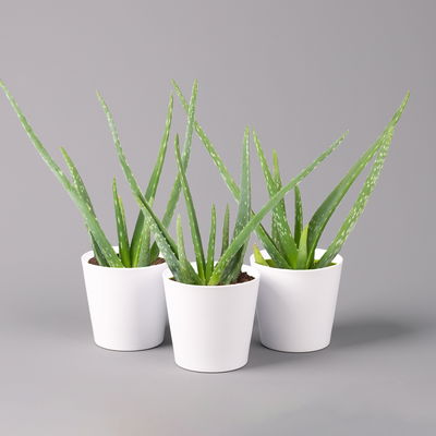 Aloe vera in Keramiktopf Dallas weiß, Topf-Ø 12 cm, Höhe ca. 20-35 cm, 3er-Set