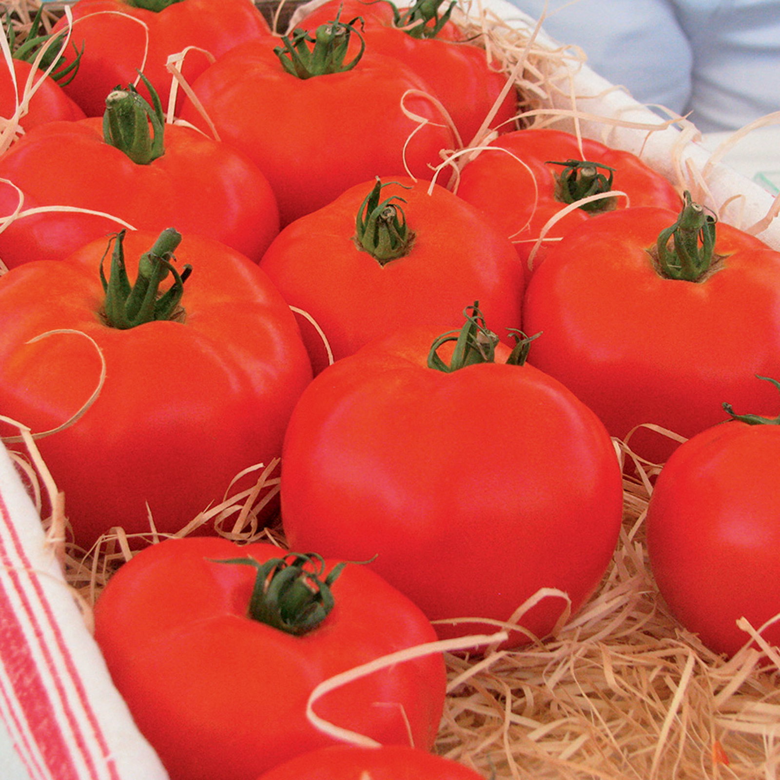 Bio Tomate Rot-Rund 'Maestria', Topf-Ø 12 cm, 3 Pflanzen