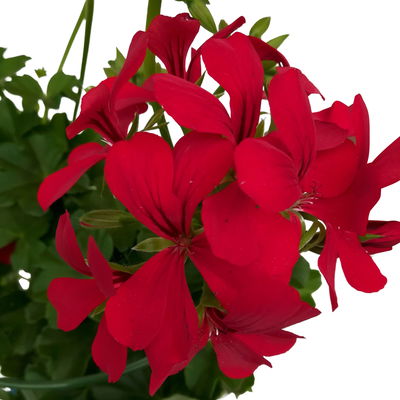 Geranie 'Rainbow Red'  rot, hängend, Topf-Ø 13 cm, 6 Pflanzen