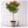 Pelargonium 'Bermuda®', Farbe zufällig, Stämmchen, Topf-Ø 19 cm