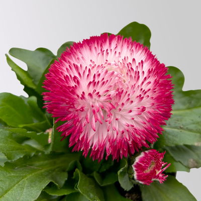 Tausendschön, rot-weiß, großblumig Topf-Ø 12 cm, 6 Pflanzen