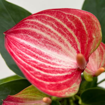 Flamingoblume 'Livium Red' rot-weiß gestreift, inkl. Übertopf Dallas weiß