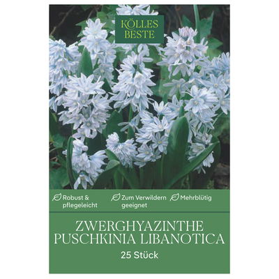 Zwerghyazinthen (Puschkinia Libanotica) weiß/blau, 25 Blumenzwiebeln Zwerghyazinthen (Puschkinia Libanotica) weiß/blau, 25 Blumenzwiebeln