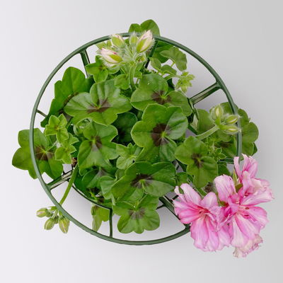 Geranie 'Corriente Pink Bicolor' zweifarb. pink, hängend, Topf-Ø 13 cm, 6er-Set