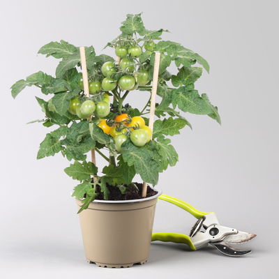 Tomatenpflanzen 'Pick-&-Joy® Cherry Tomato Yellow', Topf-Ø 14 cm, 2 Pflanzen