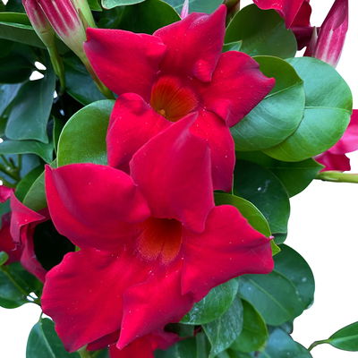 Dipladenie, rot, Pyramide, Topf-Ø 17 cm, Höhe ca. 70 cm, 2 Pflanzen