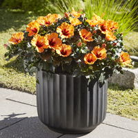 Hibiskus, HibisQs Graff® 'Petit Orange', Topf-Ø 13 cm, Höhe ca. 35 cm, 2er-Set