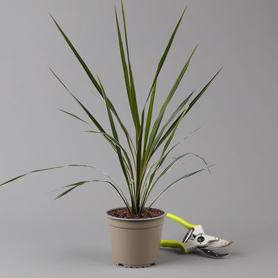 Keulenlilie 'Variegata' grün-weiß, Topf-Ø 13 cm, 2er-Set Keulenlilie 'Variegata' grün-weiß, Topf-Ø 13 cm, 2er-Set