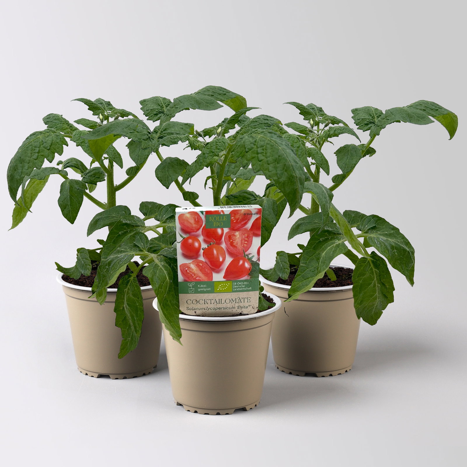 Bio Cocktailtomate 'Evita', Topf-Ø 12 cm, 3 Pflanzen