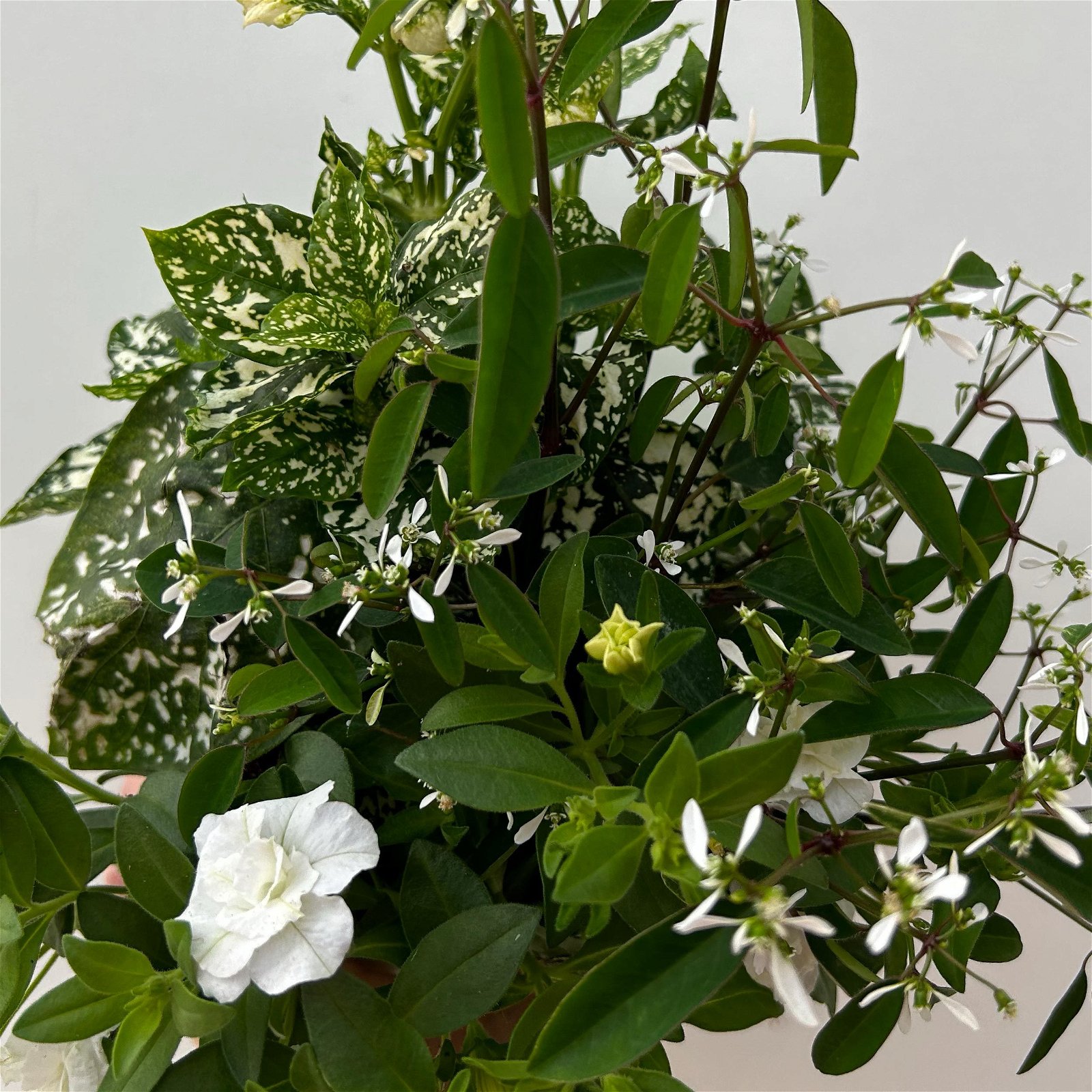 Balkonpflanzen-Trio weiß, Topf-Ø 12/13 cm, 3er-Set