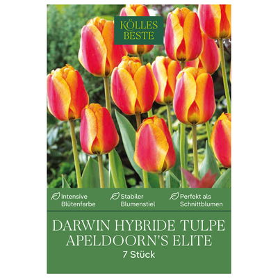 Kölles Beste Darwin-Tulpe 'Apeldoorn`s Elite', rot/orange, 7 Blumenzwiebeln Kölles Beste Darwin-Tulpe 'Apeldoorn`s Elite', rot/orange, 7 Blumenzwiebeln