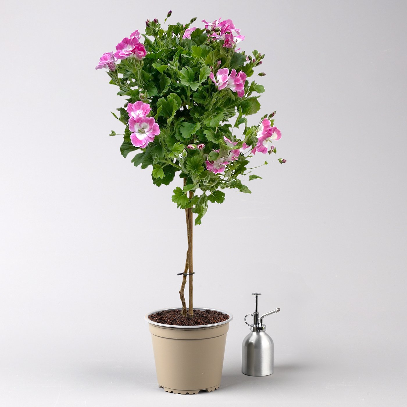 Pelargonium 'Bermuda®' rosa, Stämmchen, Topf-Ø 19 cm, Höhe ca. 70 cm