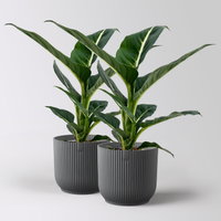 Dieffenbachie 'Green Magic', Topf-Ø 12 cm, inkl. Übertopf anthrazit , 2 Pflanzen Dieffenbachie 'Green Magic', Topf-Ø 12 cm, inkl. Übertopf anthrazit , 2 Pflanzen