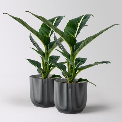Dieffenbachie 'Green Magic', Topf-Ø 12 cm, inkl. Übertopf anthrazit , 2 Pflanzen Dieffenbachie 'Green Magic', Topf-Ø 12 cm, inkl. Übertopf anthrazit , 2 Pflanzen