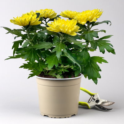 Chrysantheme 'Chrysanne® Zembla', gelb, großblumig, Topf-Ø 17 cm, 2 Pflanzen Chrysantheme 'Chrysanne® Zembla', gelb, großblumig, Topf-Ø 17 cm, 2 Pflanzen