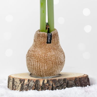 Amaryllis in Wachs, Dekor 'Pulli Cozy Teddy', Farbe zufällig, Blüte rot