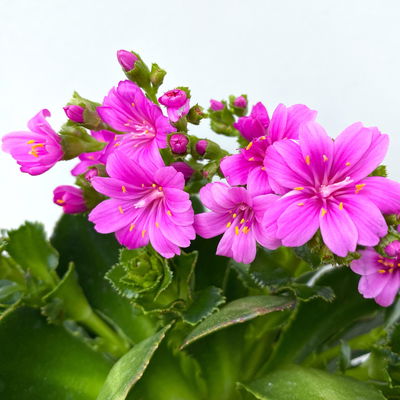 Lewisia cotyledon, Farben zufällig, Topf-Ø 12 cm, 6er-Set