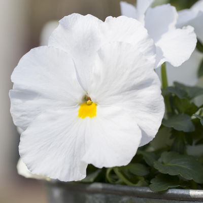 Stiefmütterchen, weiß, Sorte zufällig, Topf-Ø 13 cm, 6 Pflanzen Stiefmütterchen, weiß, Sorte zufällig, Topf-Ø 13 cm, 6 Pflanzen