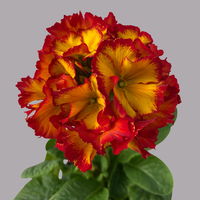 Hohe Schlüsselblume 'Inara® Fire' rot-gelb, Topf-Ø 13 cm, 6er-Set