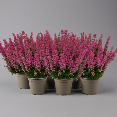 Glockenheide 'Beauty Queens®' rosa-rot, Farbe variiert, Topf-Ø 12 cm, 6 Pflanzen Glockenheide 'Beauty Queens®' rosa-rot, Farbe variiert, Topf-Ø 12 cm, 6 Pflanzen