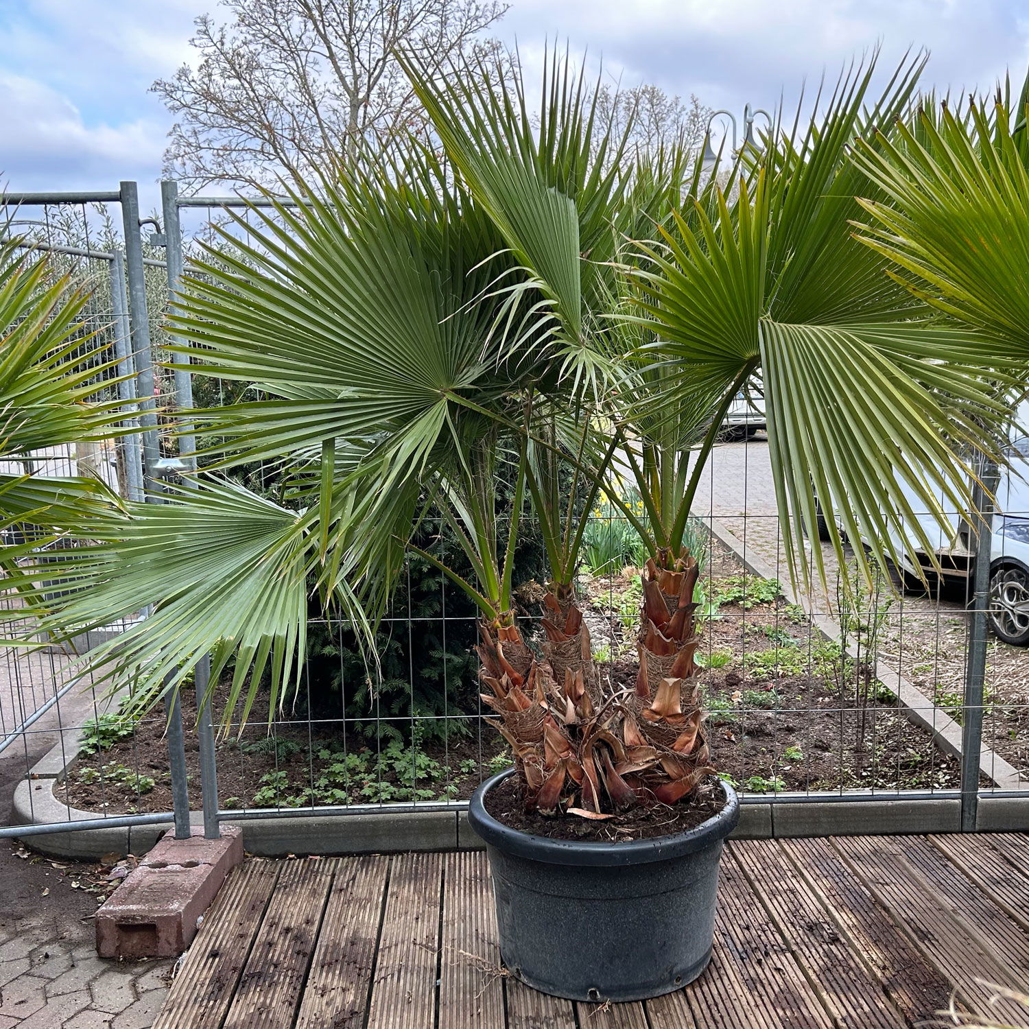Washingtonia robusta, Multistamm, Topf 100 Liter