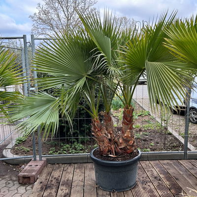 Washingtonia robusta, Multistamm, Topf 100 Liter