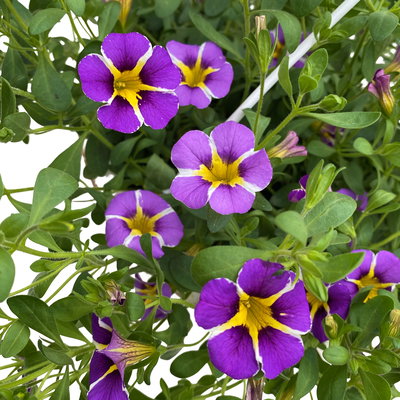 Zauberglöckchen, blau gesternt, Ampeltopf-Ø 27 cm