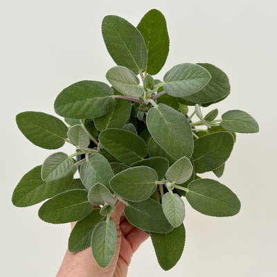 Sunny Herbs® Salbei großblättrig, Topf-Ø 14cm, 6 Pflanzen