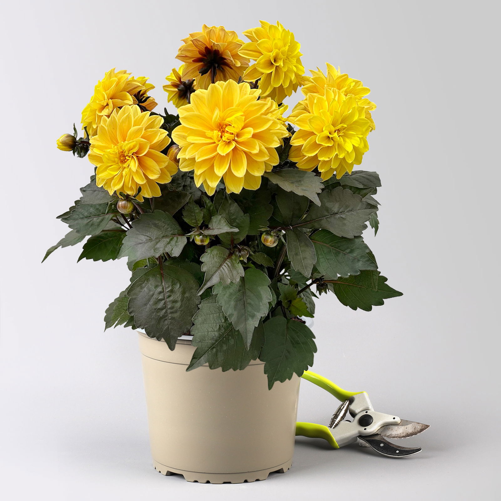 Dahlie, gelb, dunkellaubig, Topf-Ø 19 cm, 2 Pflanzen