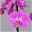 Schmetterlingsorchidee, inkl. Keramiktopf, dunkelrosa, Topf-Ø 12cm, Höhe ca 60cm